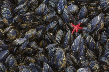 Picture of WA, MUSSELS AND RED SEA STAR AT TIDE POOLS