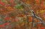Picture of TX, GUADALUPE MTS NP BIGTOOTH MAPLE TREES