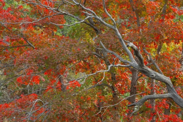 Picture of TX, GUADALUPE MTS NP BIGTOOTH MAPLE TREES