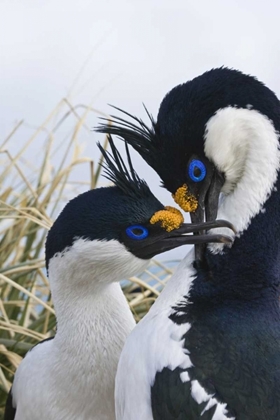 Picture of SOUTH GEORGIA ISLAND BLUE-EYED CORMORANTS