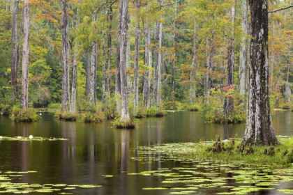 Picture of SOUTH CAROLINA LILY PADS IN CYPRESS SWAMP