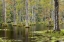 Picture of SOUTH CAROLINA LILY PADS IN CYPRESS SWAMP