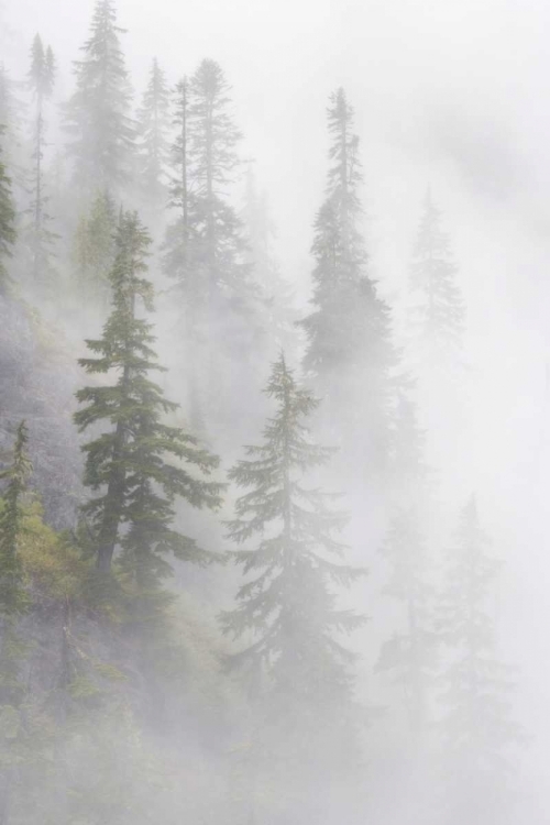 Picture of WA, MT BAKER WILDERNESS, DENSE FOG BLANKET