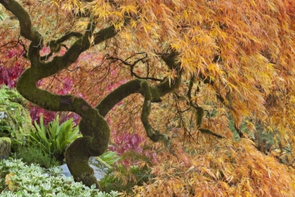 Picture of WA, BAINBRIDGE ISLAND JAPANESE MAPLE TREE
