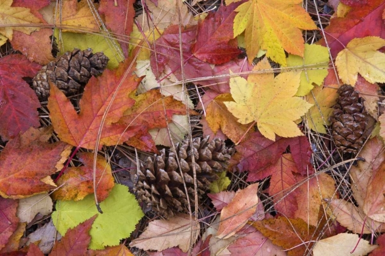 Picture of OR, ROGUE RIVER NF FOREST FLOOR IN AUTUMN