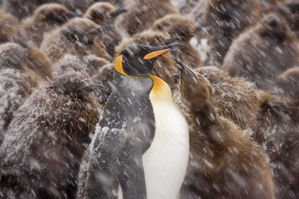 Picture of SOUTH GEORGIA ISL, YOUNG KING PENGUIN BEGS