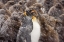 Picture of SOUTH GEORGIA ISL, YOUNG KING PENGUIN BEGS