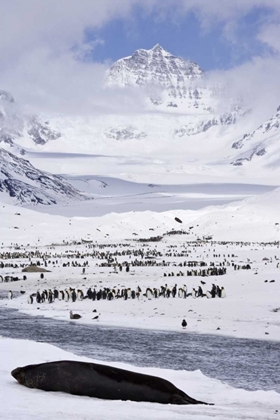 Picture of SOUTH GEORGIA ISL, SEAL AND PENGUIN COLONY