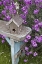 Picture of BIRD HOUSES ON BENCH NEXT TO GARDEN FLOWERS