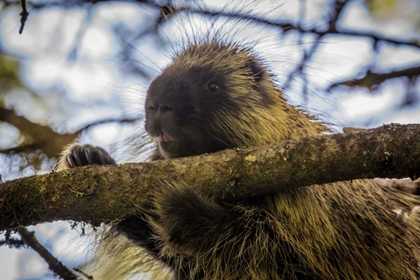 Picture of ALASKA, GLACIER BAY NP PORCUPINE IN A TREE