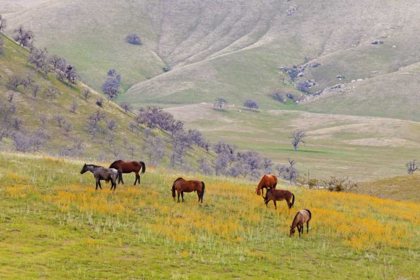Picture of USA, CALIFORNIA, CALIENTE HORSES IN MEADOW