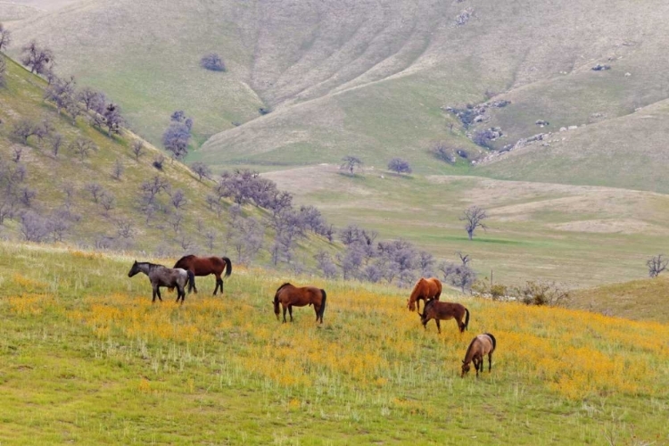 Picture of USA, CALIFORNIA, CALIENTE HORSES IN MEADOW