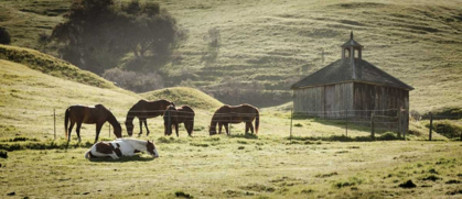 Picture of USA, CALIFORNIA, OLEMA HORSES AND OLD BARN