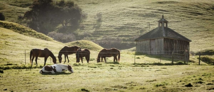 Picture of USA, CALIFORNIA, OLEMA HORSES AND OLD BARN