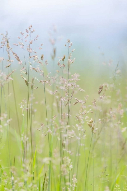 Picture of USA, WASHINGTON, SEABECK GRASSES IN MOTION