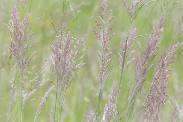 Picture of USA, WASHINGTON, SEABECK GRASSES IN MOTION