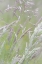 Picture of USA, WASHINGTON, SEABECK GRASSES IN MOTION