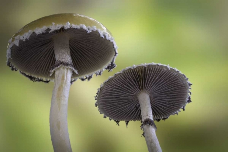 Picture of WASHINGTON, SEABECK UNDERSIDE OF MUSHROOMS