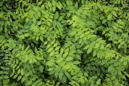 Picture of WASHINGTON STATE, SAN JUAN ISLANDS FOLIAGE