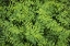 Picture of WASHINGTON STATE, SAN JUAN ISLANDS FOLIAGE