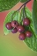 Picture of WASHINGTON COTONEASTER BERRIES ON THE VINE