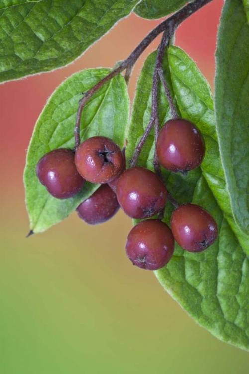 Picture of WASHINGTON COTONEASTER BERRIES ON THE VINE