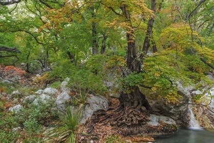 Picture of TEXAS, GUADALUPE MOUNTAINS NP SMITH SPRING