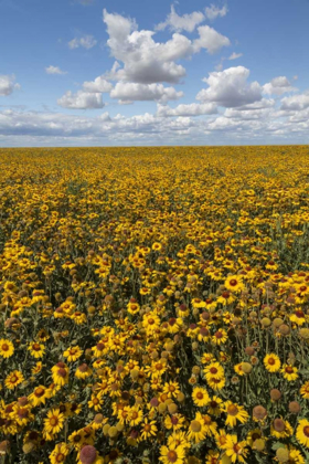 Picture of WASHINGTON STATE, CONNELL CONEFLOWER FIELD