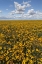 Picture of WASHINGTON STATE, CONNELL CONEFLOWER FIELD