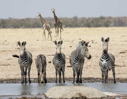 Picture of NAMIBIA, ETOSHA NP ZEBRAS AND GIRAFFES AT WATER