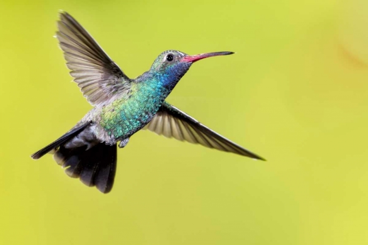 Picture of AZ, MADERA CANYON MALE BROAD-BILLED HUMMINGBIRD