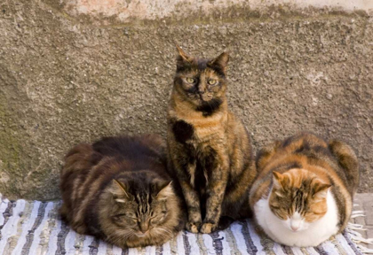 Picture of ITALY, VERNAZZA THREE CATS BESIDE BUILDING WALL