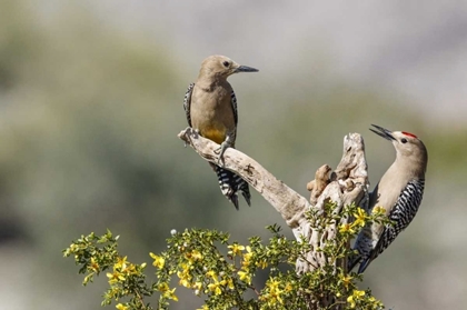 Picture of AZ, BUCKEYE GILA WOODPECKERS ON CHOLLA SKELETON