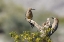 Picture of AZ, BUCKEYE GILA WOODPECKERS ON CHOLLA SKELETON