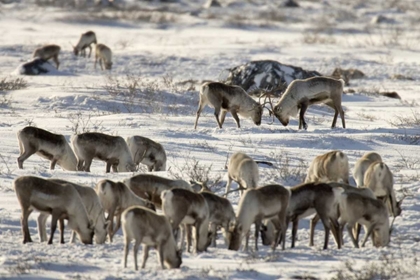 Picture of CANADA, MANITOBA, TWO MALE CARIBOU BUTTING HEADS