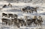 Picture of CANADA, MANITOBA, TWO MALE CARIBOU BUTTING HEADS