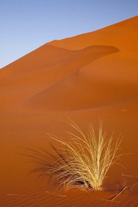 Picture of GRASS AND REDDISH SAND DUNE, SOSSUSVLEI, NAMIBIA