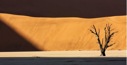 Picture of NAMIBIA, DEAD VLEI DEAD TREE ILLUMINATED BY SUN