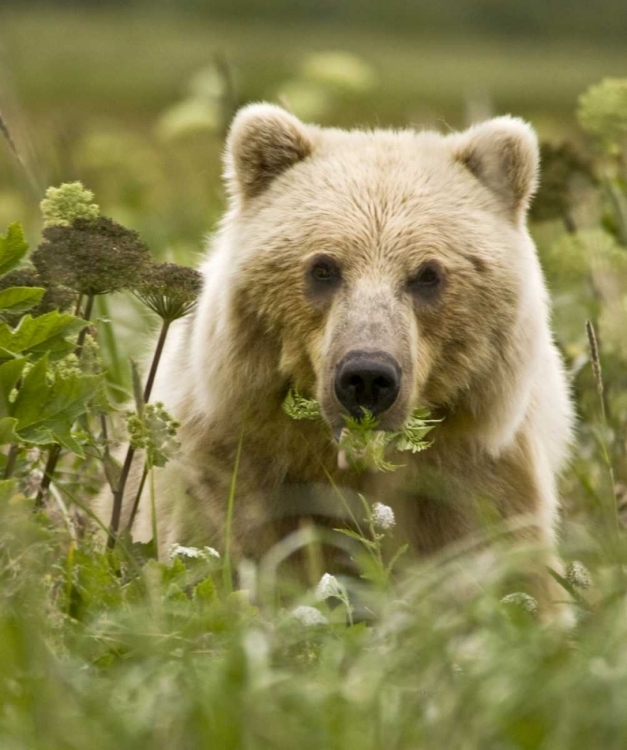 Picture of AK, LAKE CLARK NP GRIZZLY BEAR WITH FERN LEAVES