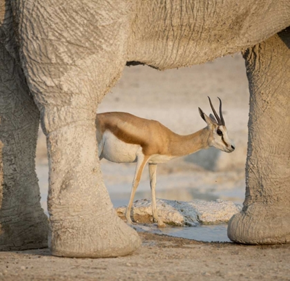 Picture of NAMIBIA, ETOSHA NP SPRINGBOK FRAMED BY ELEPHANT