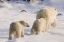 Picture of CANADA, CHURCHILL POLAR BEAR CUBS FOLLOW MOTHER