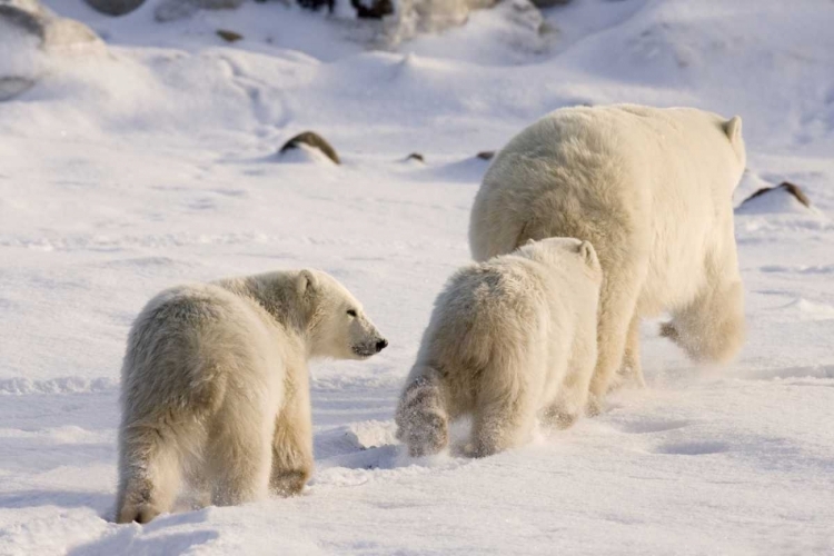 Picture of CANADA, CHURCHILL POLAR BEAR CUBS FOLLOW MOTHER