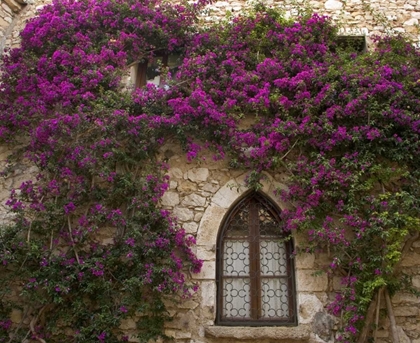 Picture of FRANCE, PROVENCE, EZE BRIGHT PINK BOUGAINVILLEA