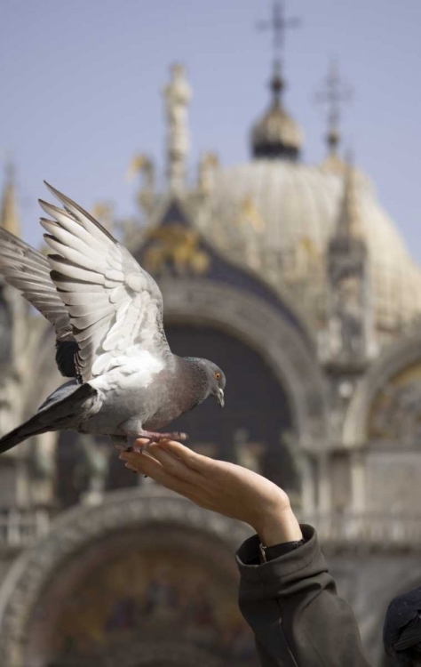 Picture of ITALY, VENICE A TOURISTS HAND FEEDING A PIGEON