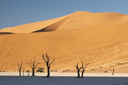 Picture of SUNRISE ON TREES AND DUNES AT DEAD VLEI, NAMIBIA