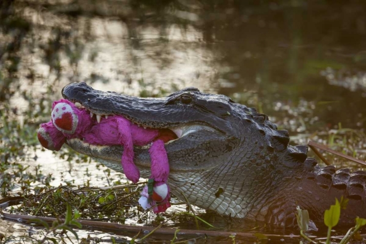 Picture of FL, EVERGLADES NP AMERICAN ALLIGATOR WITH A TOY