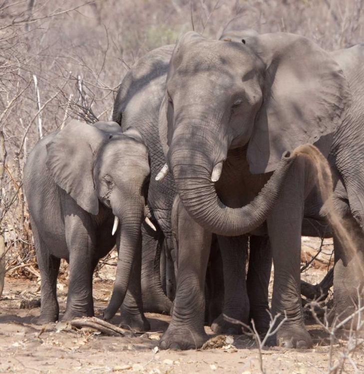 Picture of AFRICA, BOTSWANA, CHOBE MOTHER AND BABY ELEPHANT