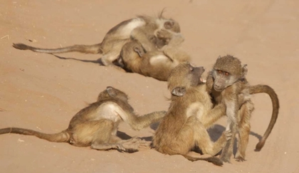 Picture of AFRICA, BOTSWANA, CHOBE NP YOUNG BABOONS AT PLAY