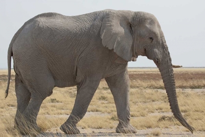 Picture of NAMIBIA, ETOSHA NP SIDE VIEW OF AFRICAN ELEPHANT