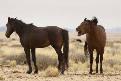 Picture of NAMIBIA, AUS TWO WILD HORSES ON THE NAMIB DESERT